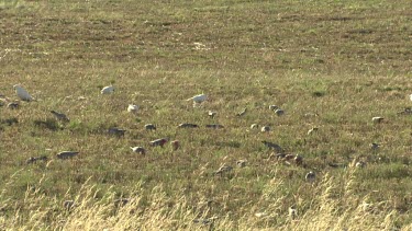 White Cockatoos and smaller birds feeding in a field