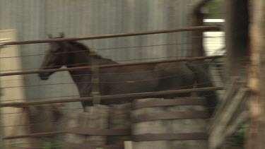 Black horse walking in an enclosure