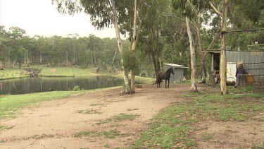 Black horse walking in an enclosure