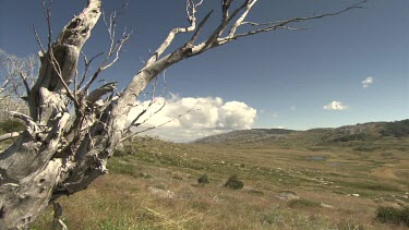 Bare, bleached tree in front of a mountain and cloudy sky