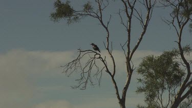 Australian White Backed Magpie perched on a bare tree branch