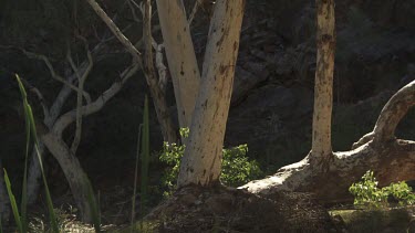 Sunlight in a forest of bleached trees