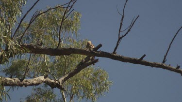 Red Goshawk perched in a treetop against a blue sky