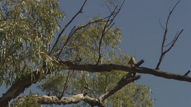 Red Goshawk perched in a treetop against a blue sky