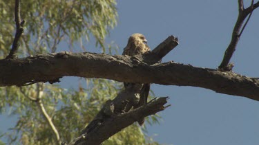 Red Goshawk perched in a treetop against a blue sky