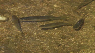 Brown fish swimming in a shallow, murky pool