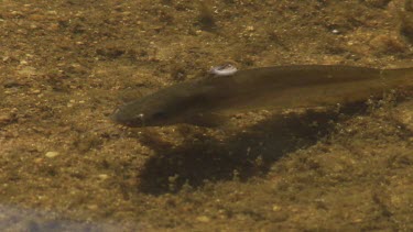 Brown fish swimming in a shallow, murky pool