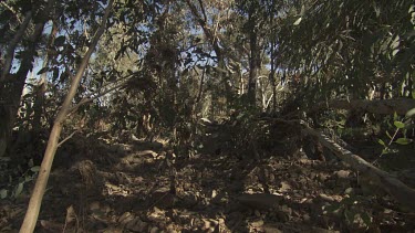 Dense trees on a rocky cliff