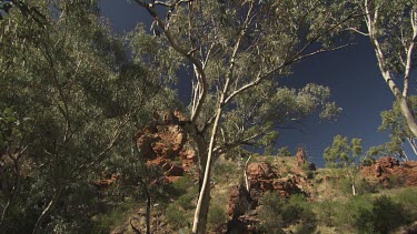 Dense trees on a rocky cliff