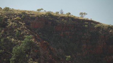 Trees on a rocky mountain cliff
