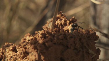 Black ant crawling on a tall anthill