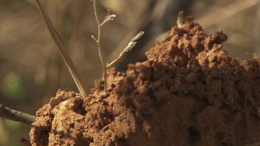 Black ant crawling on a tall anthill