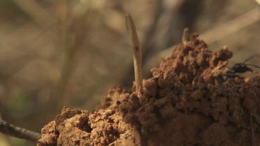 Black ant crawling on a tall anthill
