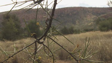 Tree branch hanging down in front of a dry field