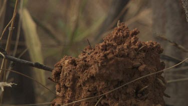Black ant crawling on a tall anthill