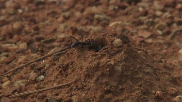 Black ants crawling on an anthill