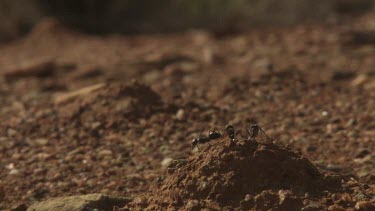Black ants crawling on an anthill