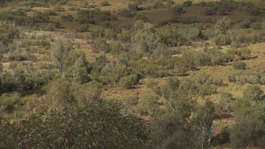 Dry vegetation on rolling hills