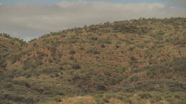 Dry vegetation on rolling hills