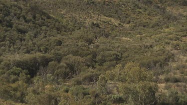 Dry vegetation on rolling hills