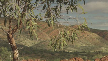 Lush vegetation and tall red cliffs