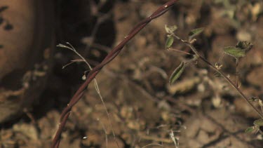 Rusty wire protruding from dry ground