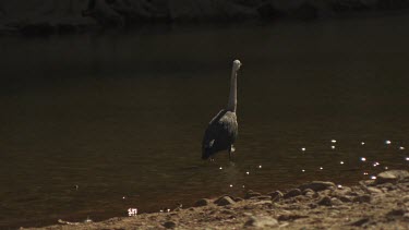 White-Necked Heron eating a small fish at the edge of river