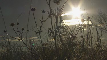 Sunlight behind silhouetted tall grass