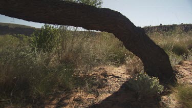 Large tree growing sideways from the ground