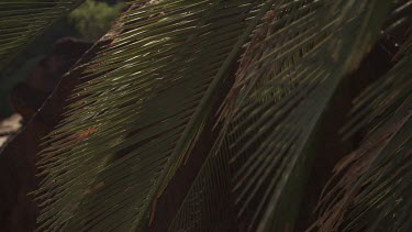 Close up of sunlit ferns