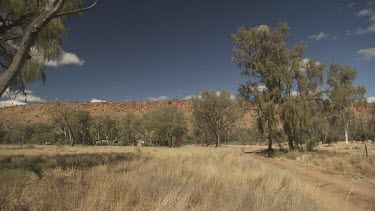 Tall trees in a dry field