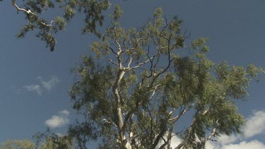 Leafy treetops of bleached trees seen from below