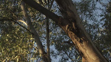 Close up of a cracked tree trunk