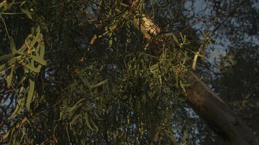 Close up of a dense, leafy tree