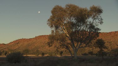 Dry tree and mountain ridge at dusk