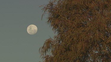 Faint moon at dusk next to a dry treetop