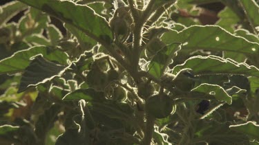 Close up of a sunlit leafy plant