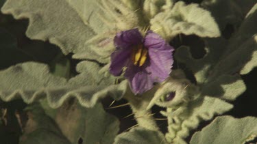 Close up of a blossoming purple flower on a leafy green plant