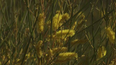 Blossoming yellow Coast Wattle plant