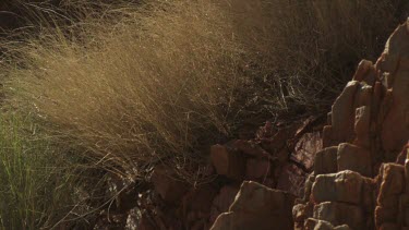 Dry tall grass blowing in the breeze