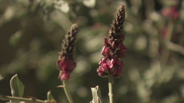 Small red wildflowers half in bloom