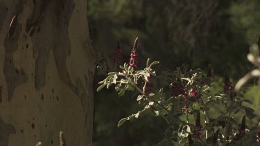 Small red wildflowers half in bloom