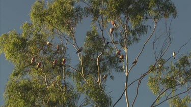 Galahs perched in a treetop against a blue sky