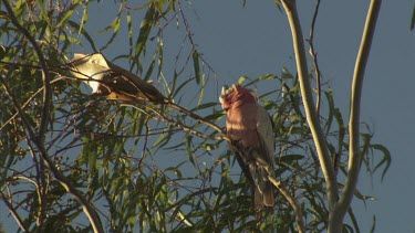 Galahs perched in a treetop against a blue sky
