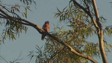 Galah perched in a treetop against a blue sky