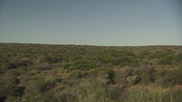 Flat grassland and a blue sky