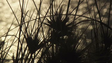 Tall grass silhouetted against a river