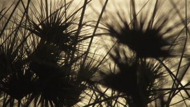 Tall grass silhouetted against a river