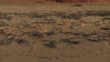 Seaweed on a sandy coast