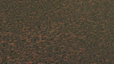 View of thick vegetation on flat, sandy land